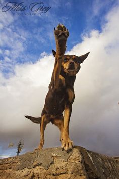 a dog standing on top of a rock with its paws up in the air and it's paw raised