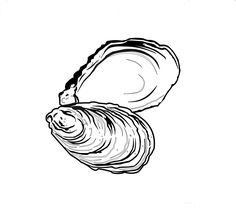 a black and white drawing of a seashell