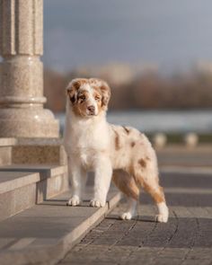 a brown and white dog standing next to a stone pillar