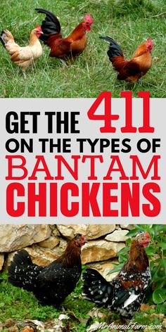 chickens and roosters in the grass with text overlay that reads get the 4 on the types of bantam chickens