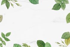 green leaves on a white marble background