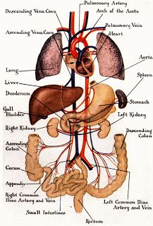 an image of a diagram of the human body and its major organs, including kidneys in digest system