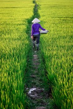 a person walking in the middle of a green field