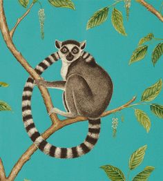 A wonderfully charming wallpaper, gravure printed to accurately translate the beautiful art work and tones of this characterful design, Ring-tailed Lemur is a real head turner. Width: 52cm Pattern Repeat: 61 cm Roll Length: 10.1 metres Match: Half Collection: Glasshouse Wallpapers Type: Paper Lemur Wallpaper, Unusual Wallpaper, Funky Wallpaper, Petit Tattoo, Wal Art, Tropical Animals, Teal Wallpaper, Wallpaper Direct, Arte Animal