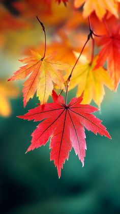 red and yellow leaves hanging from a branch