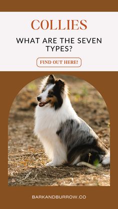 collies what are the seven types? find out here