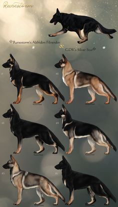 the german shepherd dogs are all different colors and sizes, from black to white to brown