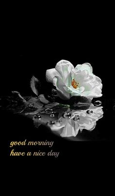 a white flower sitting on top of a table next to a black background with the words good morning have a nice day