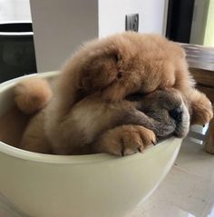 a brown dog laying in a white bowl