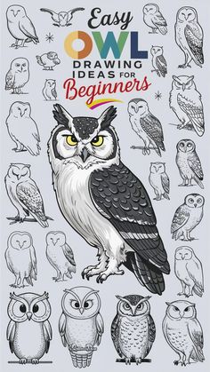 an owl drawing book with different owls on the cover and words below it that read easy owl drawings for drawing beginners