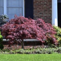 a red tree sitting in front of a brick building next to a lush green lawn