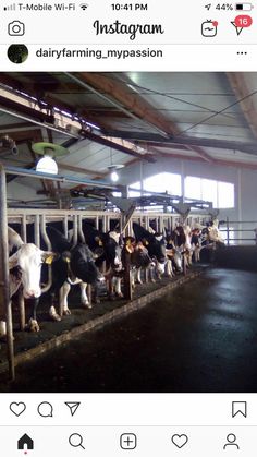 a group of cows are standing in a barn