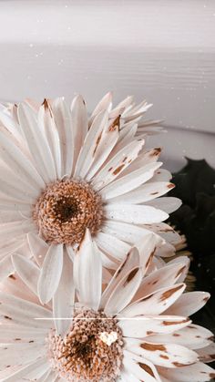 two white flowers sitting next to each other