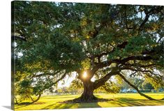 the sun shines through the branches of a large oak tree in a grassy field