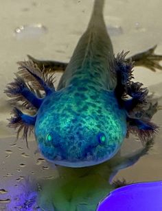 a close up of a blue and green animal in water