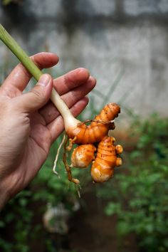 a person holding up some type of vegetable