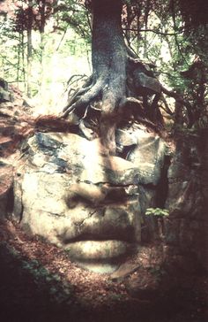 a face is shown in the middle of a forest with trees growing out of it