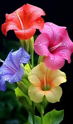 three colorful flowers with water droplets on them