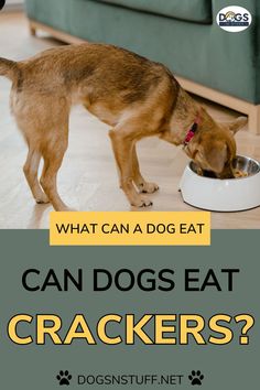 a dog eating out of a bowl on the floor with text that reads, what can a dog eat? crackers?