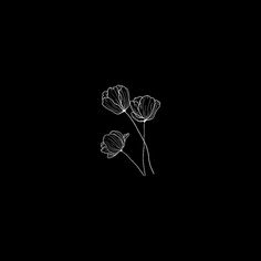 three white flowers on a black background