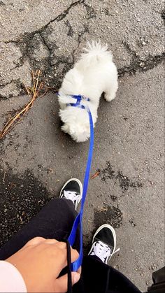 a small white dog on a blue leash being held by someone's hand and feet