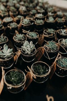 small potted succulents are tied with twine and placed on top of each other