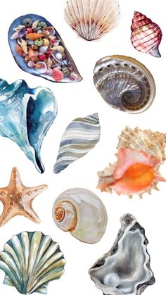 an assortment of seashells on a white background