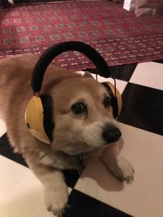 a brown and white dog wearing headphones on top of a black and white checkered floor