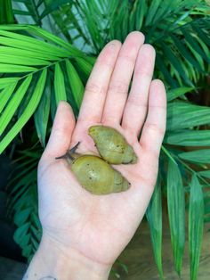 a person's hand holding two green slug like objects in front of a plant