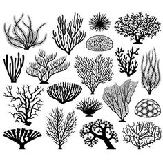 seaweed and corals in black and white colors on a white background, illustration