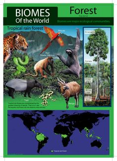 a poster with animals and plants in the world on it's cover, which reads biomes of the world tropical rain forest