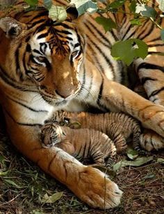 two adult tigers and one baby tiger laying on the ground