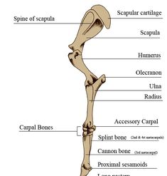 the bones of the lower limb and upper limb are labeled in this diagram, which shows the