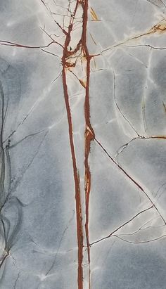 an image of tree branches in the snow with no leaves on them and one branch still attached to it