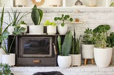 a dog is laying on the floor in front of some houseplants and plants