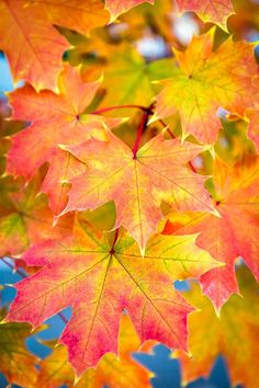 colorful autumn leaves against a blue sky