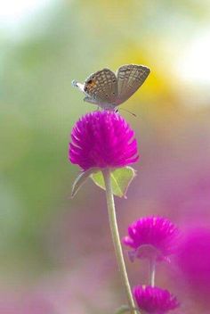 a butterfly sitting on top of a purple flower