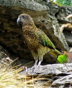 a large bird perched on top of a rock