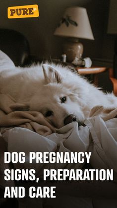 Dog pregnancy - Signs, preparation and care Dog Having Puppies, Pregnancy Preparation, Pregnant Dog, Pregnancy Signs, Dog Health, Dog Care, Pet Care