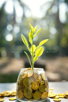 a glass vase filled with coins and a plant growing out of it - stock photo - images