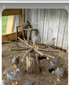 a group of chickens standing around a tree stump