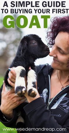 a woman holding a baby goat with the caption, a simple guide to buying your first goat