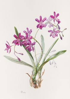 a painting of purple flowers in a vase on a white background with watercolors