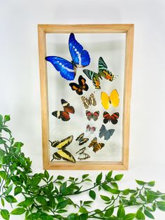 a group of butterflies in a wooden frame next to a green plant on a white surface