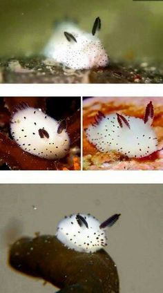 four different pictures of an animal with white and black spots on its face, in the water