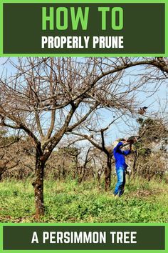 Properly Prune A Persimmon Tree American Persimmon Tree, Sharon Fruit, Persimmon Homes, Persimmon Tree, Planting Trees, Sweet Fruit, Bountiful Harvest