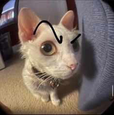 a white cat with an arrow drawn on it's forehead