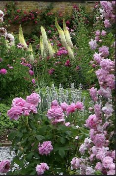 pink and white flowers growing in a garden