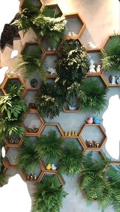 there are many plants on the shelves in this room, and they look like hexagonals