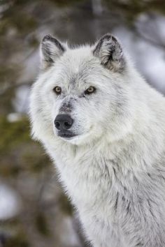 a white wolf staring into the camera